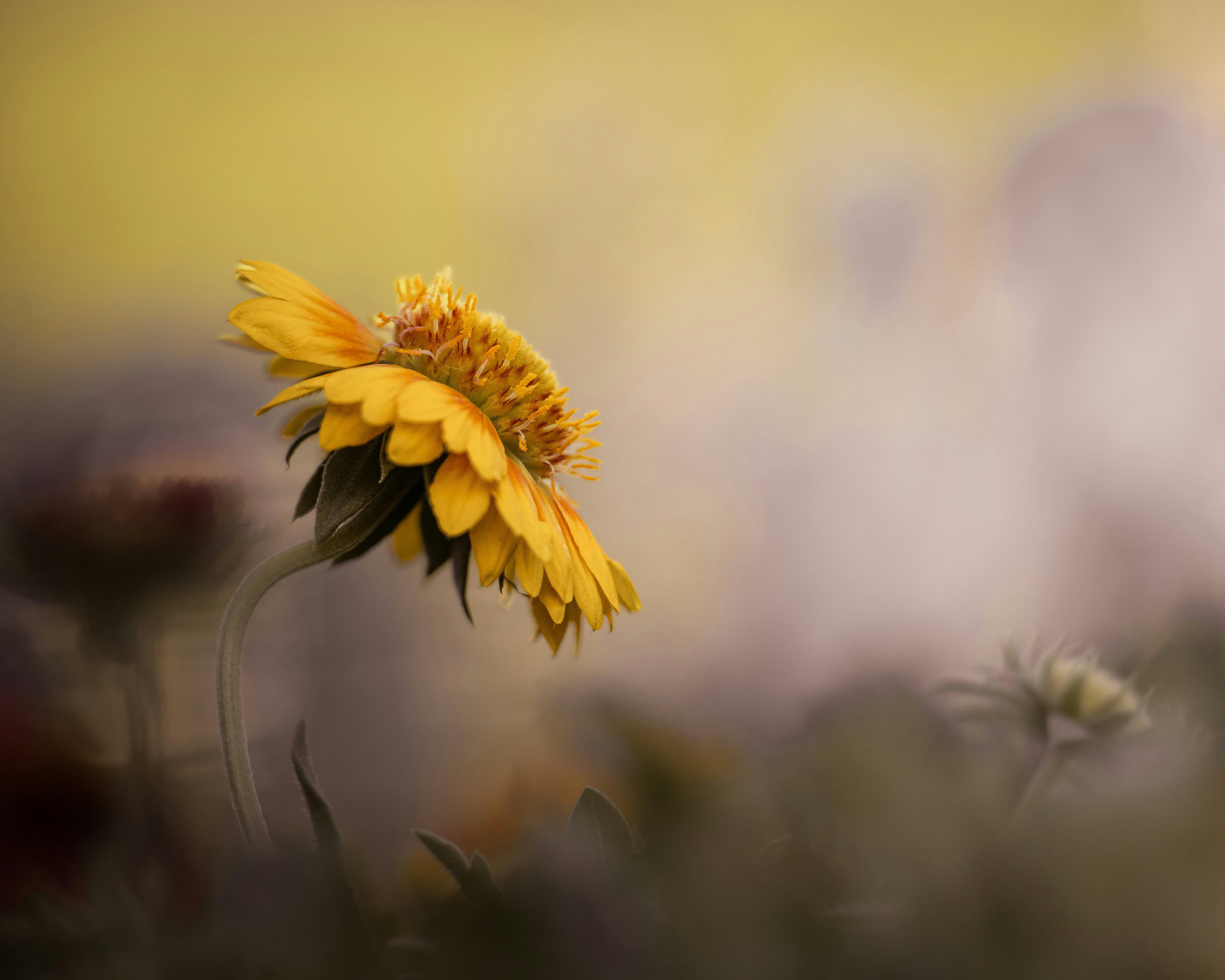 Spring Renewal for Project Managers - Fresh Starts, Fresh Projects
